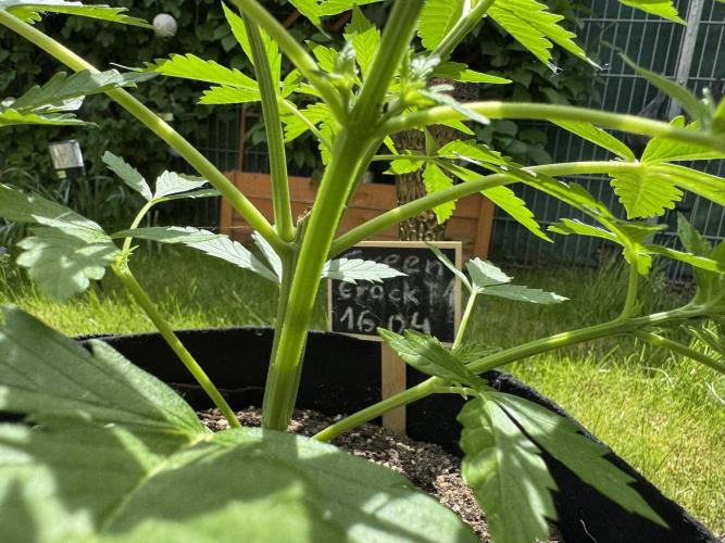 Green Crack F1 Auto. Week 3