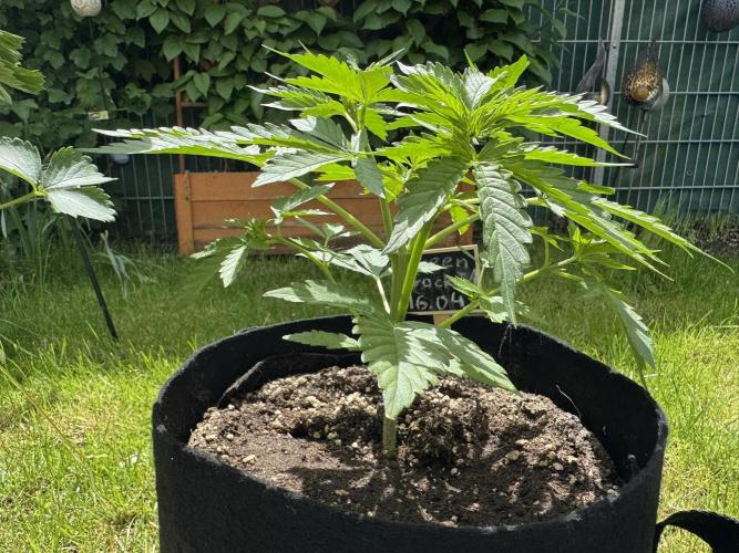 Green Crack F1 Auto. Week 3