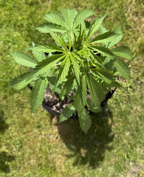 Pink Rozay Auto. Week 3