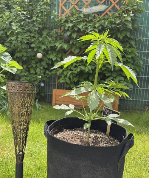 Pink Rozay Auto. Week 3