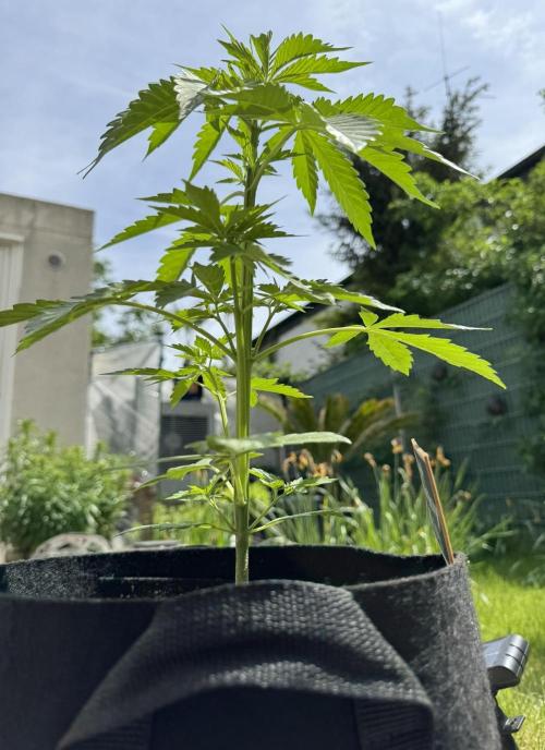 Pink Rozay Auto. Week 3