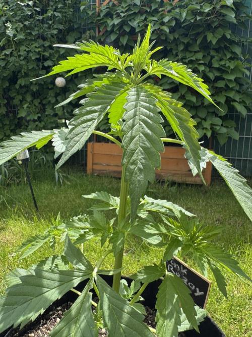 Pink Rozay Auto. Week 3