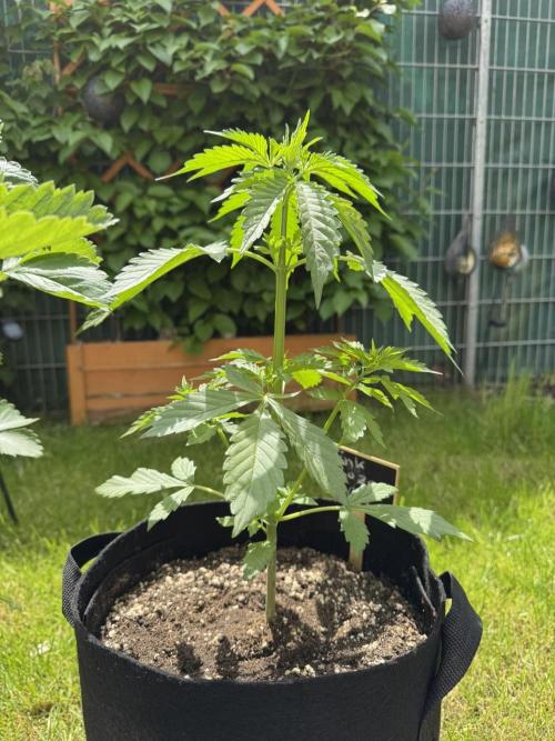 Pink Rozay Auto. Week 3