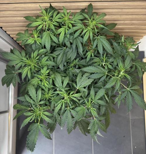 Banana Purple Punch Auto RF3. Week 6