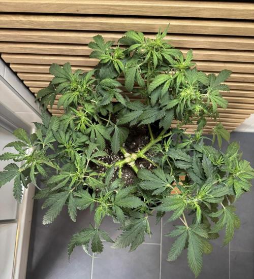 Banana Purple Punch Auto RF3. Week 6