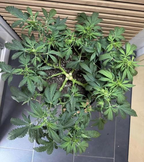 Banana Purple Punch Auto RF3. Week 6