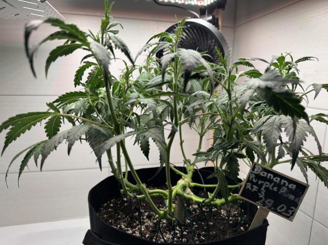 Banana Purple Punch Auto RF3. Week 6
