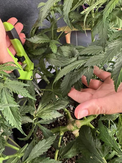 Banana Purple Punch Auto RF3. Week 6