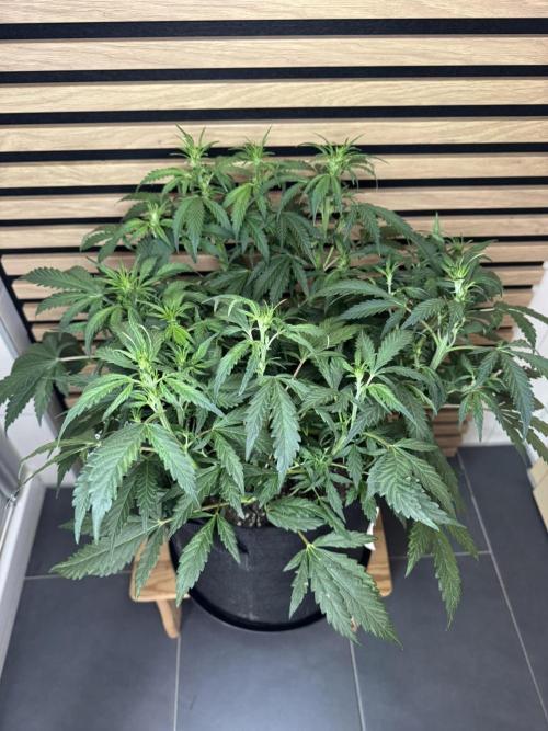 Banana Purple Punch Auto RF3. Week 6