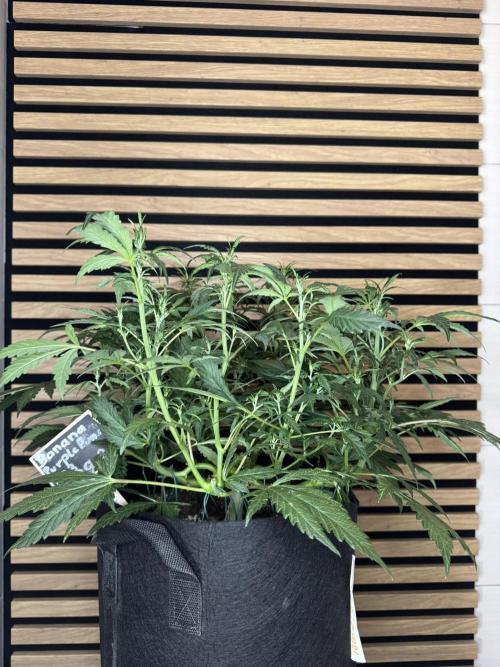 Banana Purple Punch Auto RF3. Week 6