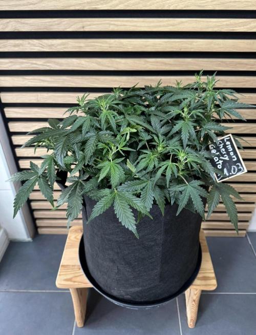 Lemon Cherry Gelato Automatic. Week 6