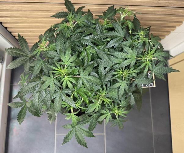 Lemon Cherry Gelato Automatic. Week 6