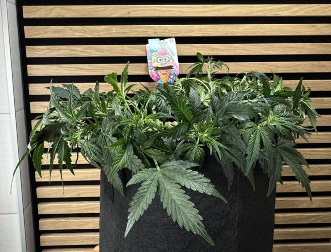 Lemon Cherry Gelato Automatic. Week 6