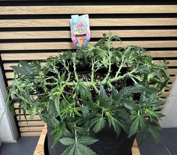 Lemon Cherry Gelato Automatic. Week 6