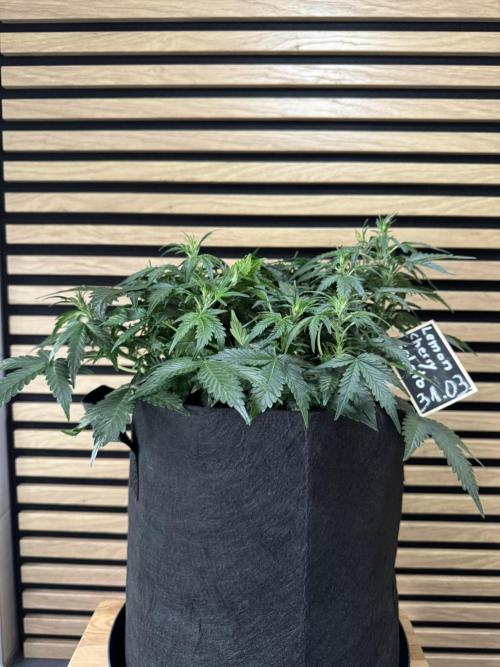 Lemon Cherry Gelato Automatic. Week 6