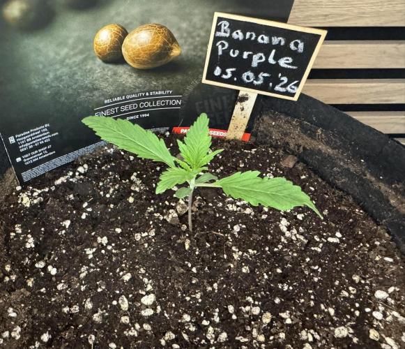 Banana Purple Auto. Week 1