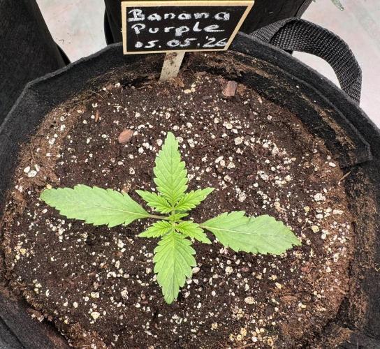 Banana Purple Auto. Week 1