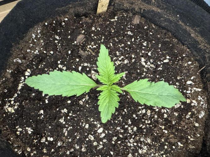 Banana Purple Auto. Week 1