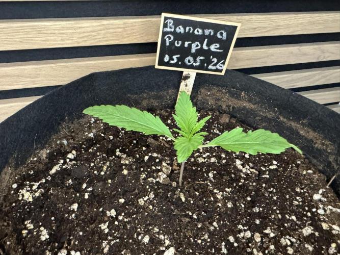 Banana Purple Auto. Week 1
