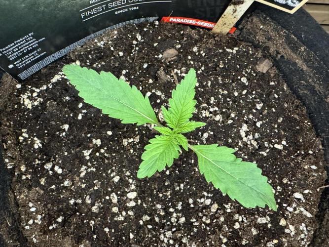 Banana Purple Auto. Week 1