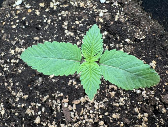 The Tropical Ice Cream One. Week 1