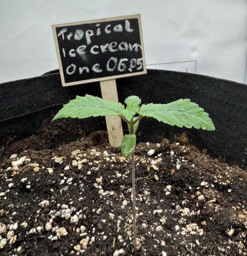 The Tropical Ice Cream One. Week 1
