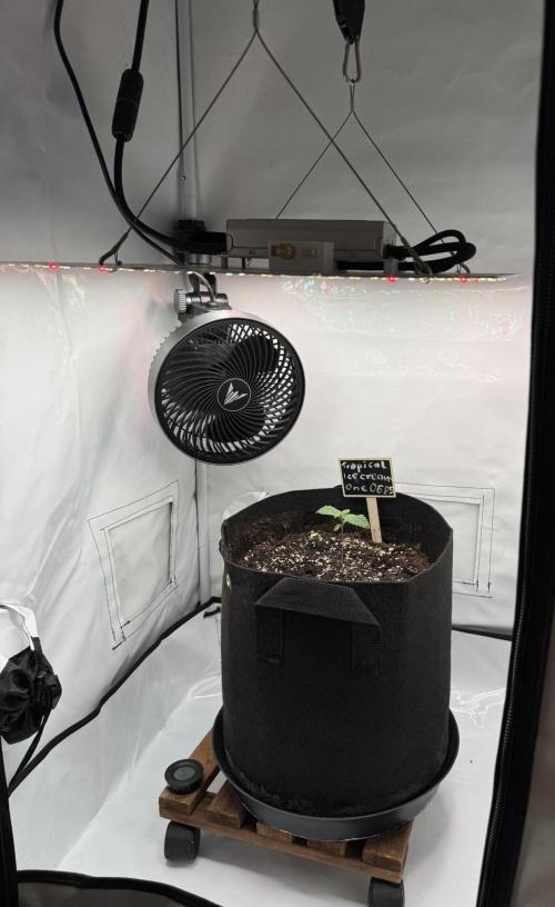 The Tropical Ice Cream One. Week 1