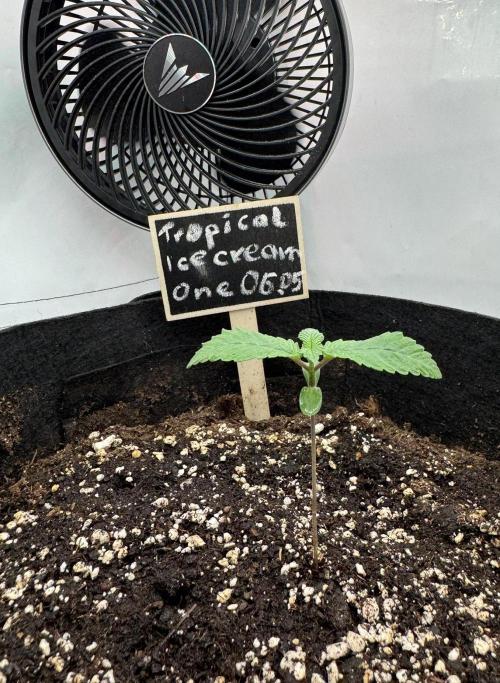 The Tropical Ice Cream One. Week 1