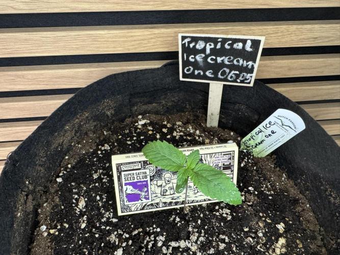 The Tropical Ice Cream One. Week 1