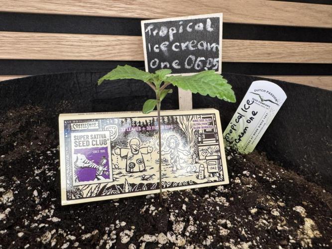 The Tropical Ice Cream One. Week 1