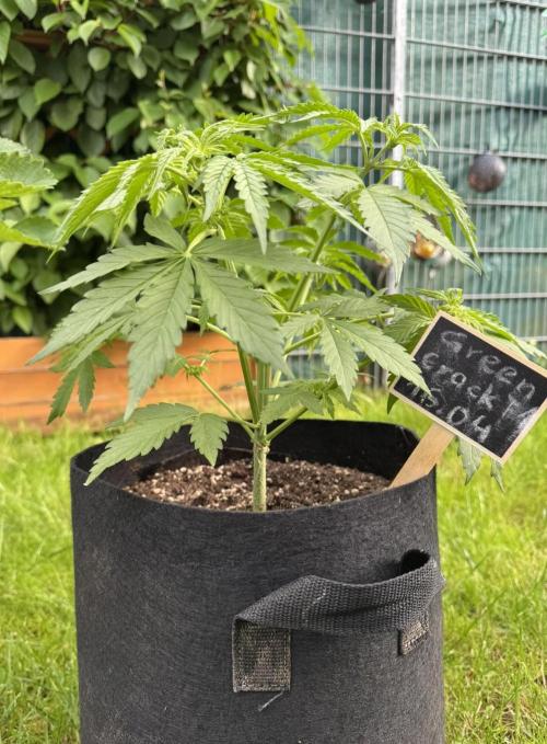 Green Crack F1 Auto. Week 4