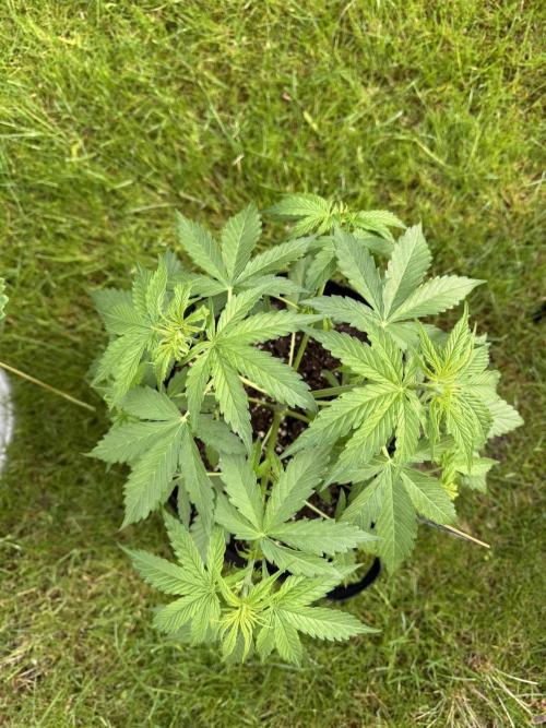 Green Crack F1 Auto. Week 4