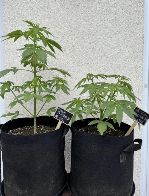 Green Crack F1 Automatic. Week 4