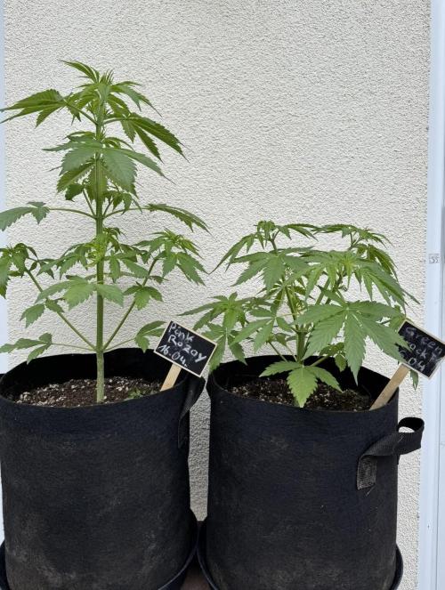 Pink Rozay Automatic. Week 4