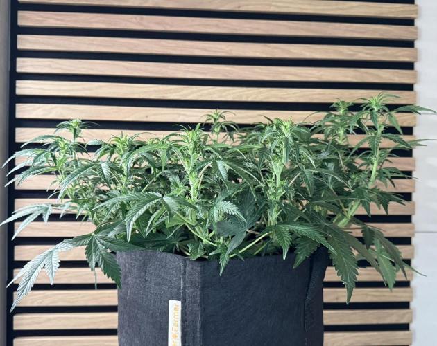 Lemon Cherry Gelato Automatic. Week 7