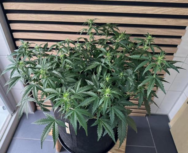 Lemon Cherry Gelato Automatic. Week 7