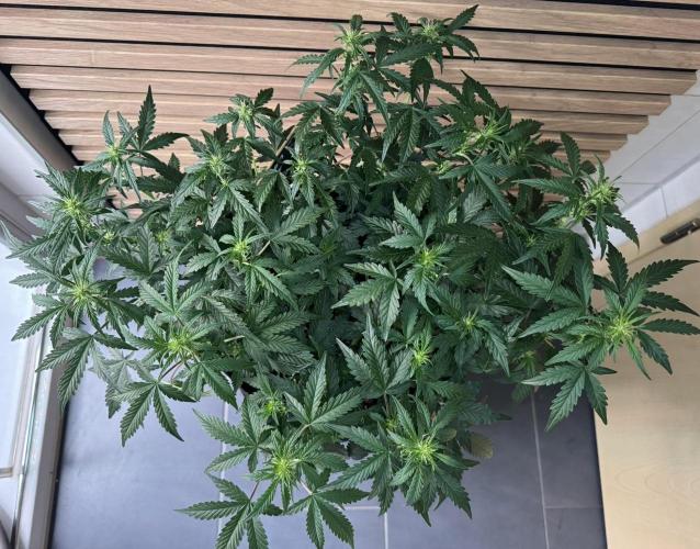 Lemon Cherry Gelato Automatic. Week 7