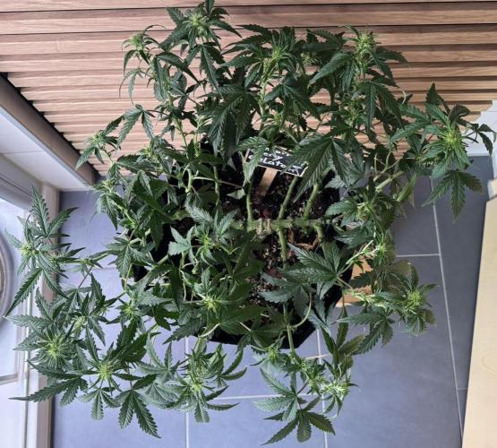 Lemon Cherry Gelato Automatic. Week 7