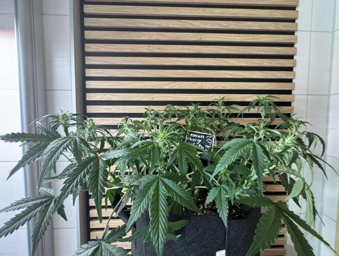 Lemon Cherry Gelato Automatic. Week 7
