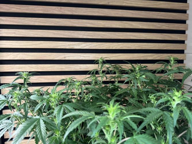 Lemon Cherry Gelato Automatic. Week 7
