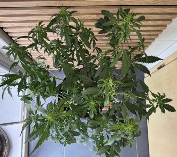 Banana Purple Punch Auto RF3. Week 7