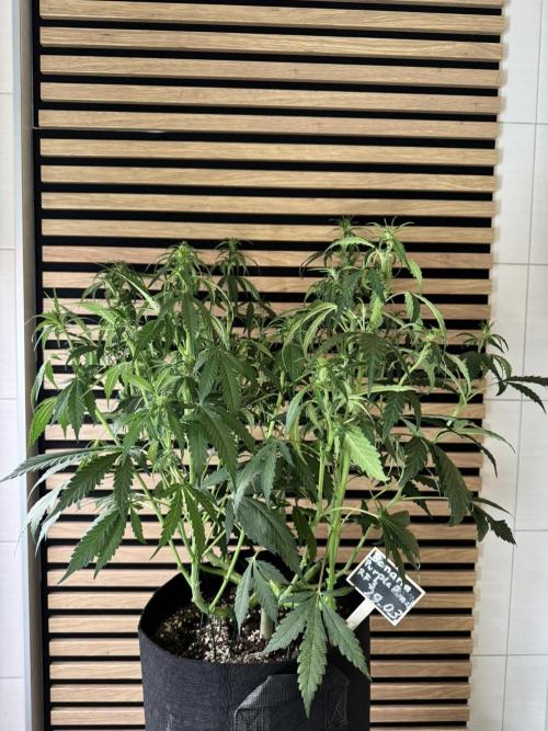 Banana Purple Punch Auto RF3. Week 7