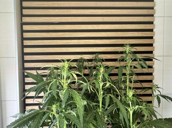 Banana Purple Punch Auto RF3. Week 7