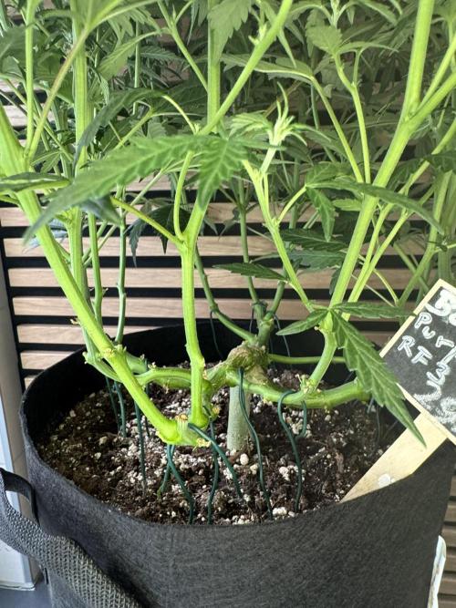 Banana Purple Punch Auto RF3. Week 7