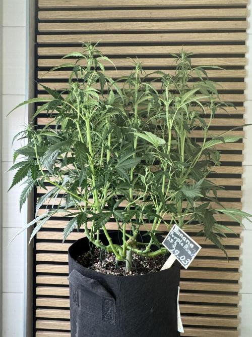 Banana Purple Punch Auto RF3. Week 7