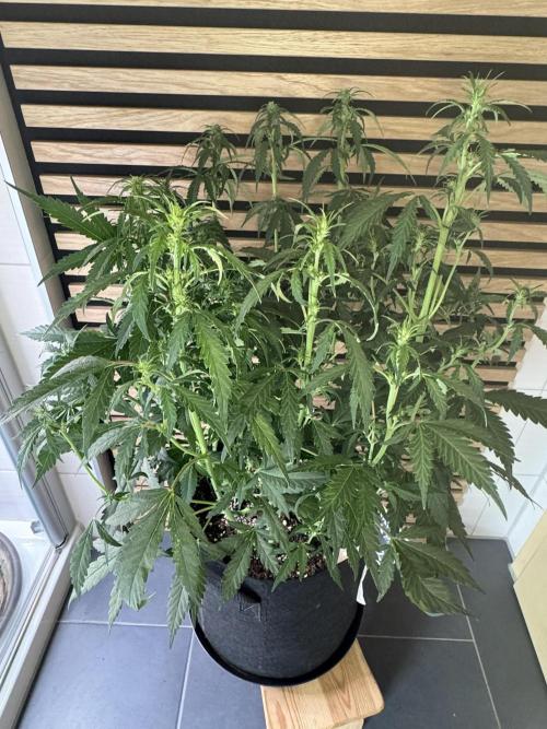 Banana Purple Punch Auto RF3. Week 7