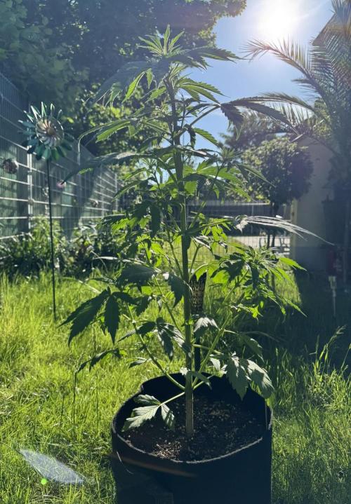Pink Rozay Auto. Week 5