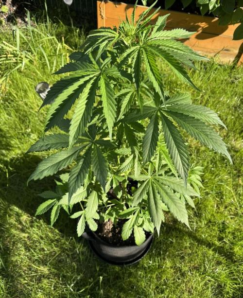 Pink Rozay Auto. Week 5