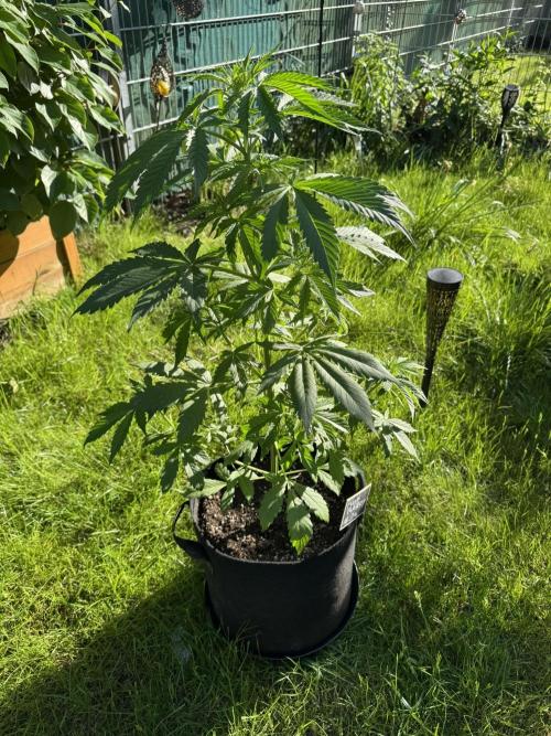 Pink Rozay Auto. Week 5