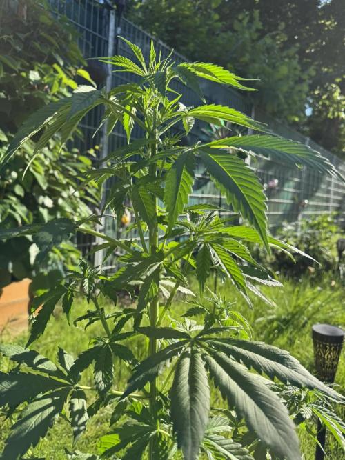 Pink Rozay Auto. Week 5